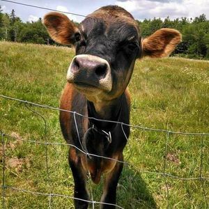 Meet your Posher, Kristie